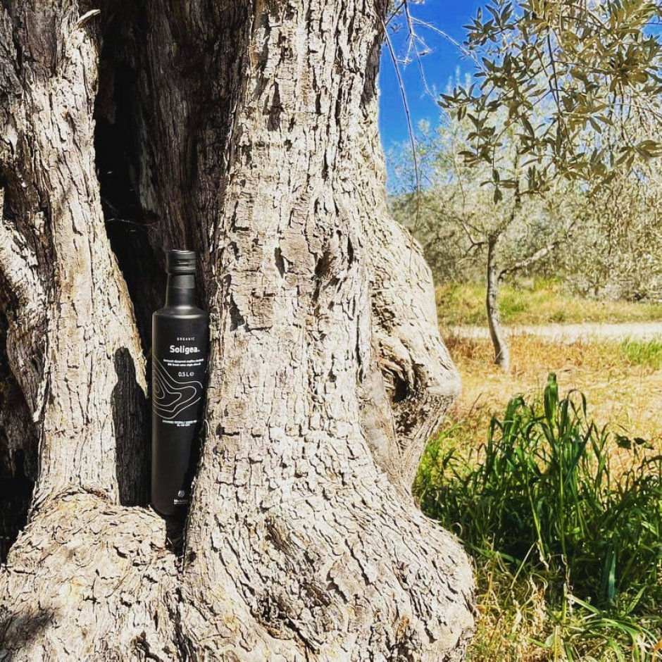 The experience of Olive Oil Tourism through 3 tips of Peloponnese All