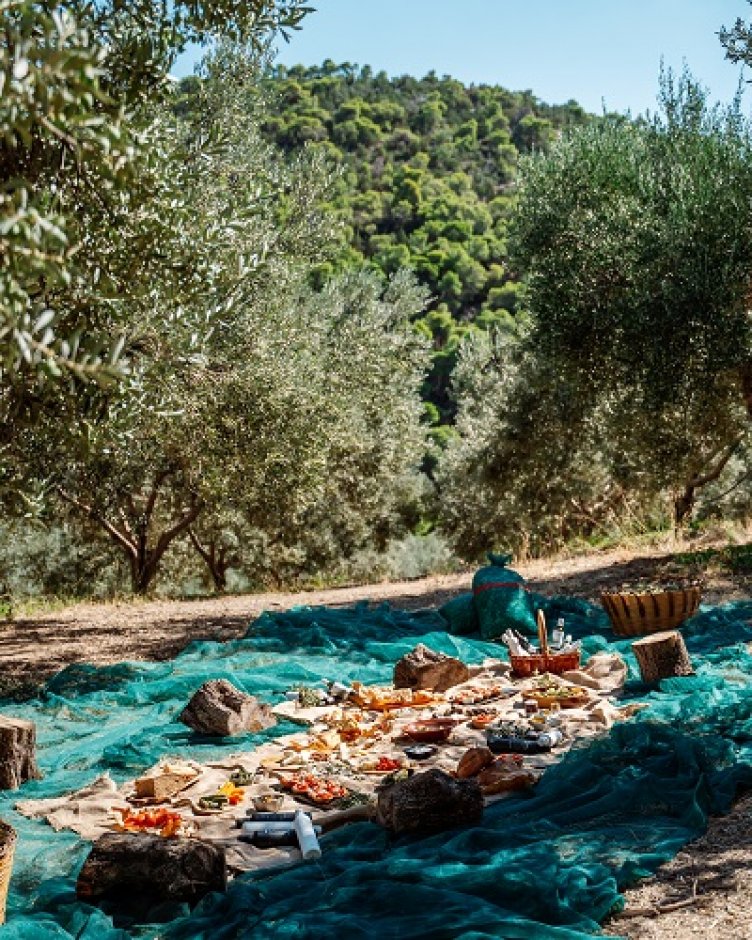 The experience of Olive Oil Tourism through 3 tips of Peloponnese | All ...